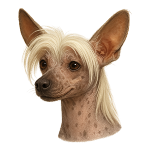 Chinese Crested (Hairless)