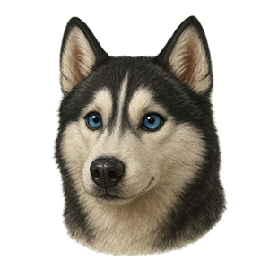Siberian Husky