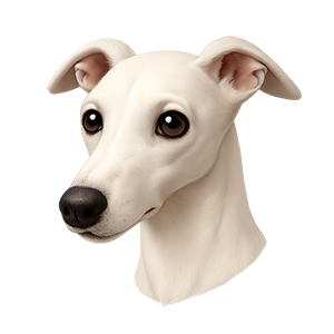 Italian Greyhound