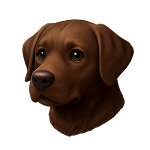 Labrador (Chocolate)