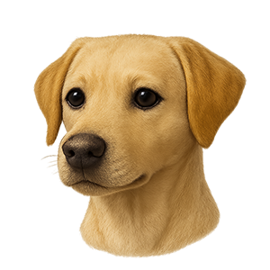 Labrador (Yellow)