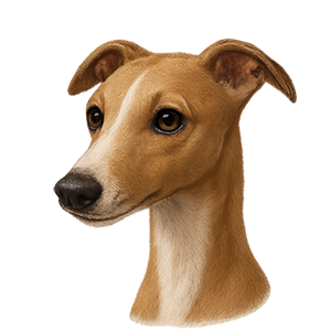Whippet